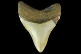 3.43" Fossil Megalodon Tooth - North Carolina - #131604-1